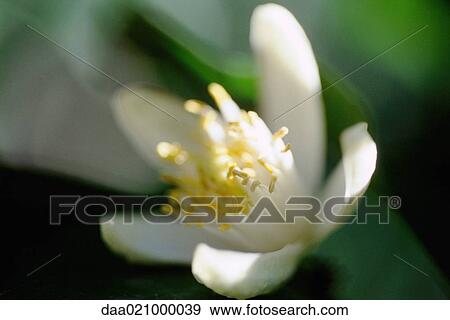 Stock Photo - Flower, close-up. Fotosearch