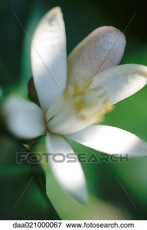 Flower, close-up View Large Photo Image Stock Photo - Flower, close-up. Fotosearch