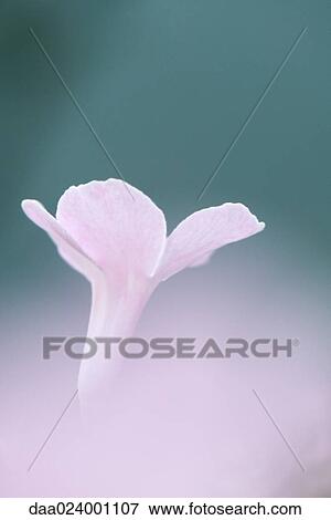 Stock Photo - Flower, close-up. Fotosearch