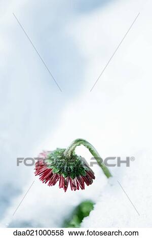 Flower emerging from snow View Large Photo Image Stock Photo - Flower emerging from snow. Fotosearch