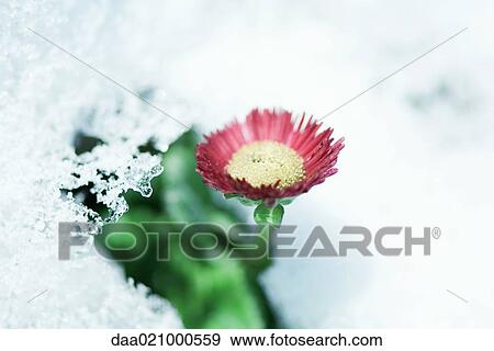Flower emerging from snow View Large Photo Image Stock Photo - Flower emerging from snow. Fotosearch