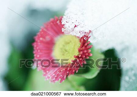 Flower emerging from snow View Large Photo Image Stock Photo - Flower emerging from snow. Fotosearch