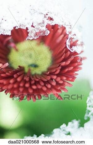 Flower emerging from snow View Large Photo Image Stock Photo - Flower emerging from snow. Fotosearch