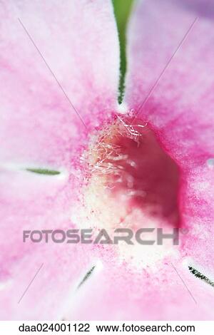 Stock Image - Flower, extreme close-up. Fotosearch