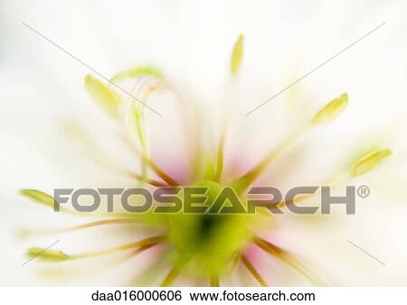 Stock Photograph - Flower, extreme close-up. Fotosearch