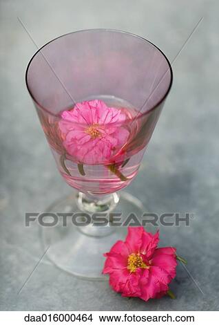 Picture - Flower floating in glass of water. Fotosearch