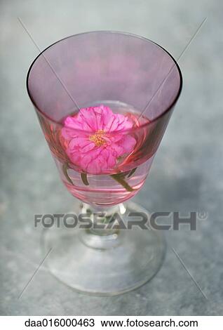 Stock Image - Flower floating in glass of water. Fotosearch