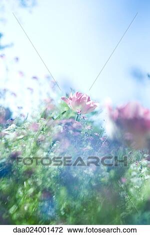 Flower garden View Large Photo Image Stock Image - Flower garden. Fotosearch