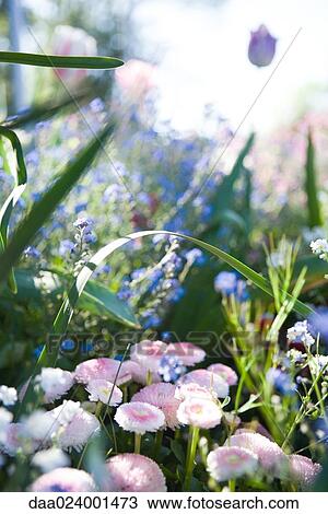 Flower garden View Large Photo Image Stock Image - Flower garden. Fotosearch