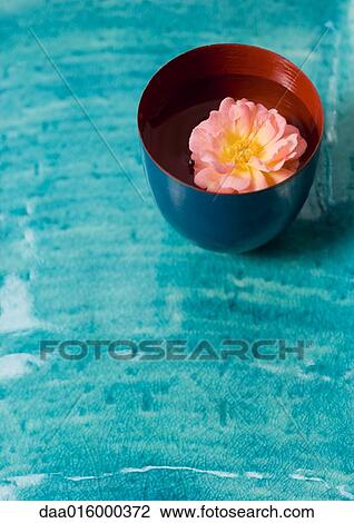 Flower head floating in cup View Large Photo Image Stock Image - Flower head floating in cup. Fotosearch