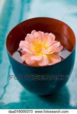 Flower head floating in cup View Large Photo Image Stock Image - Flower head floating in cup. Fotosearch