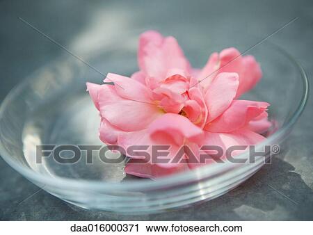 Flower head in clear dish View Large Photo Image Stock Image - Flower head in clear dish. Fotosearch