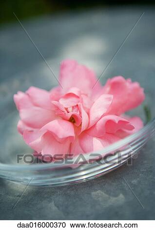 Flower in dish View Large Photo Image Stock Image - Flower in dish. Fotosearch