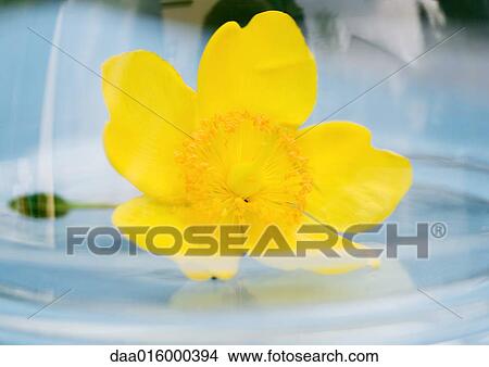 Picture - Flower in domed tray. Fotosearch