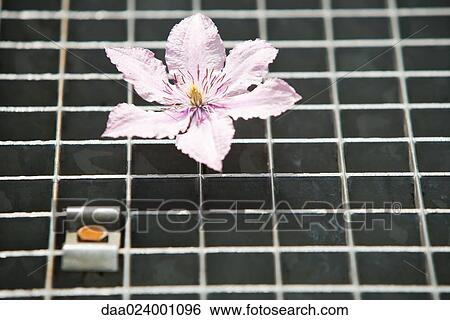 Flower on metal grate View Large Photo Image Stock Photograph - Flower on metal grate. Fotosearch