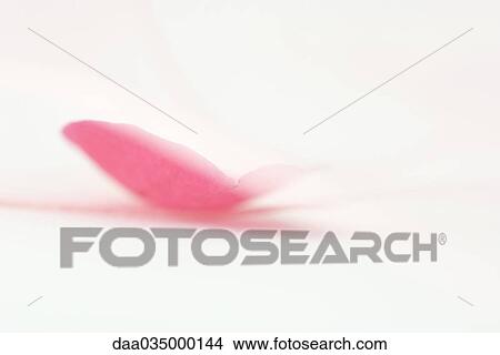 Picture - Flower petal, close-up. Fotosearch