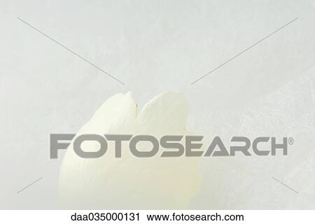 Stock Image - Flower petal, close-up. Fotosearch