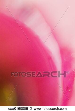 Flower petal, extreme close-up View Large Photo Image Stock Image - Flower petal, extreme close-up. Fotosearch