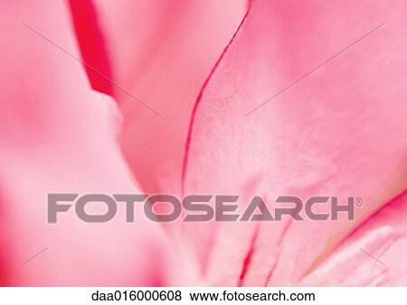 Stock Photo - Flower petals, extreme close-up. Fotosearch