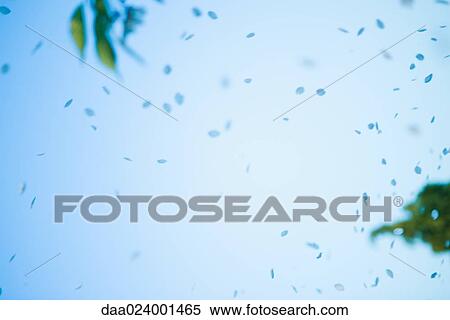 Flower petals floating in sky View Large Photo Image Stock Photography - Flower petals floating in sky. Fotosearch