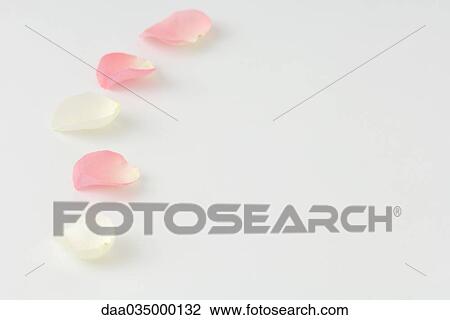Flower petals in a curving line View Large Photo Image Stock Image - Flower petals in a curving line. Fotosearch