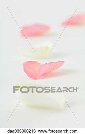 Flower petals in a row, close-up View Large Photo Image Stock Image - Flower petals in a row, close-up. Fotosearch