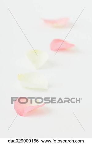 Flower petals in a row, close-up View Large Photo Image Stock Photograph - Flower petals in a row, close-up. Fotosearch