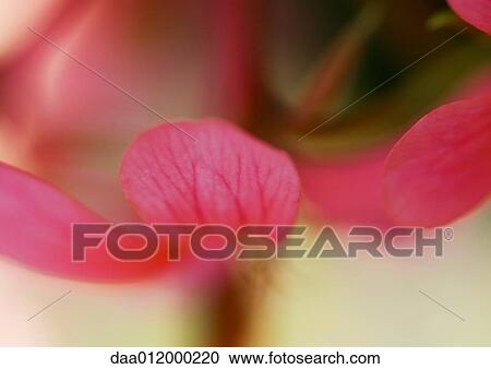 Flower petals View Large Photo Image Stock Image - Flower petals. Fotosearch