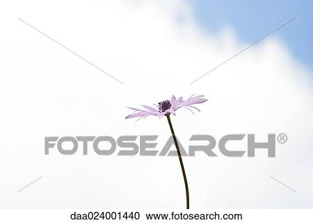 Flower, sky in background View Large Photo Image Stock Image - Flower, sky in background. Fotosearch