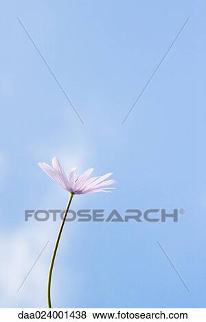 Stock Photo - Flower, sky in background. Fotosearch