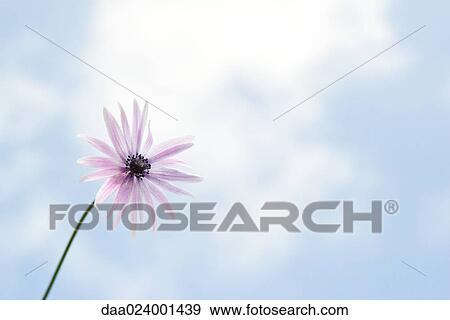 Flower, sky in background View Large Photo Image Stock Photo - Flower, sky in background. Fotosearch