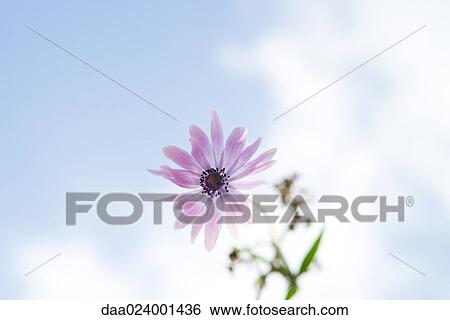 Flower, sky in background View Large Photo Image Stock Photograph - Flower, sky in background. Fotosearch