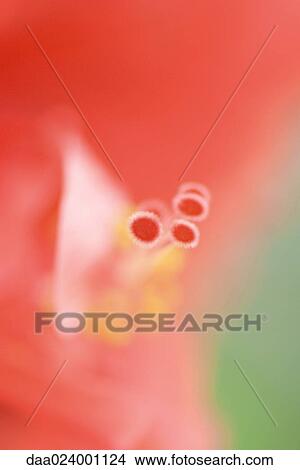Flower, stamen and pistil, extreme close-up View Large Photo Image Picture - Flower, stamen and pistil, extreme close-up. Fotosearch