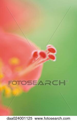 Flower, stamen and pistil, extreme close-up View Large Photo Image Stock Photography - Flower, stamen and pistil, extreme close-up. Fotosearch