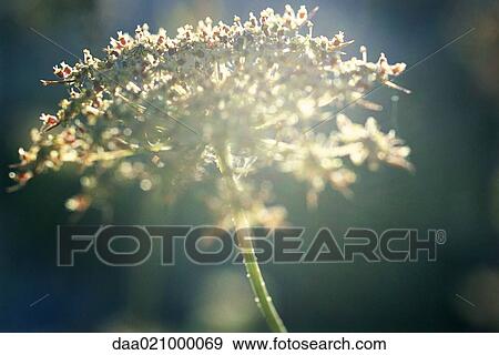 Flower View Large Photo Image Stock Photo - Flower. Fotosearch