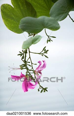 Flower View Large Photo Image Stock Photograph - Flower. Fotosearch