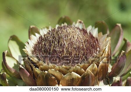 Flowering artichoke View Large Photo Image Stock Image - Flowering artichoke. Fotosearch