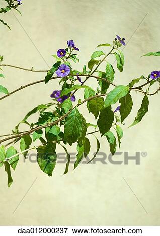 Flowering branch View Large Photo Image Stock Photo - Flowering branch. Fotosearch