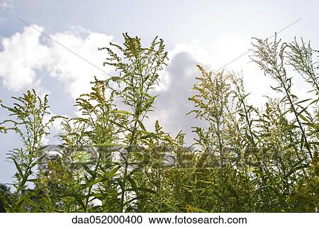 Stock Image - Flowering goldenrod. Fotosearch