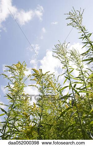 Flowering goldenrod View Large Photo Image Stock Photo - Flowering goldenrod. Fotosearch