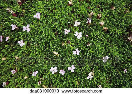 Flowering groundcover View Large Photo Image Stock Image - Flowering groundcover. Fotosearch