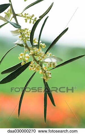 Flowering olive branch, close-up View Large Photo Image Stock Image - Flowering olive branch, close-up. Fotosearch