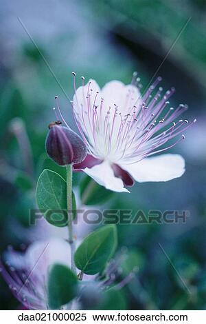Stock Photography - Flowering plant. Fotosearch