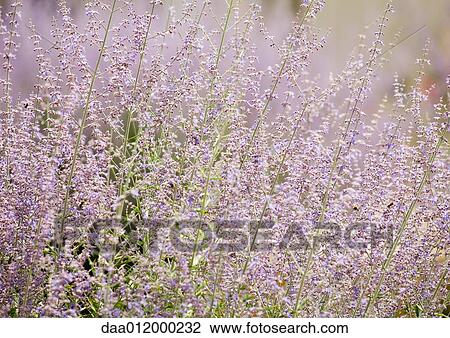 Flowering sage View Large Photo Image Stock Image - Flowering sage. Fotosearch