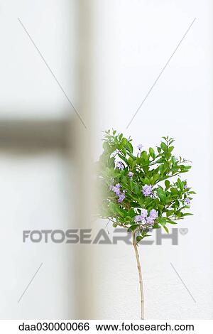 Flowering topiary plant View Large Photo Image Stock Photograph - Flowering topiary plant. Fotosearch