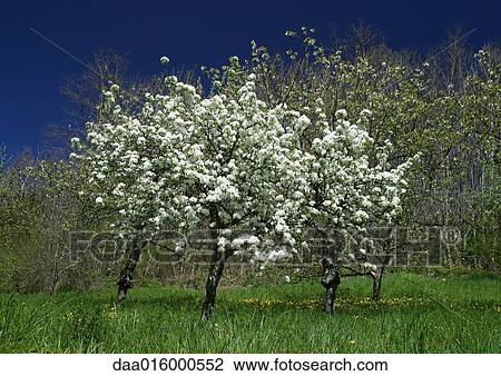 Flowering trees in yard View Large Photo Image Stock Image - Flowering trees in yard. Fotosearch