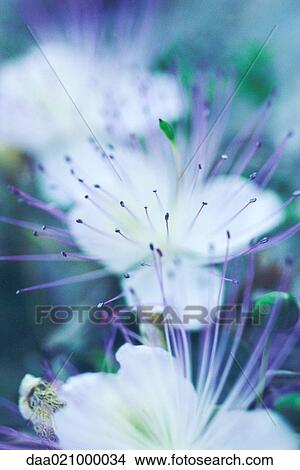 Picture - Flowers, close-up on stamen. Fotosearch