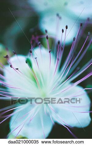 Flowers, close-up on stamen View Large Photo Image Stock Photography - Flowers, close-up on stamen. Fotosearch