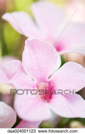 Flowers, close-up View Large Photo Image Stock Image - Flowers, close-up. Fotosearch