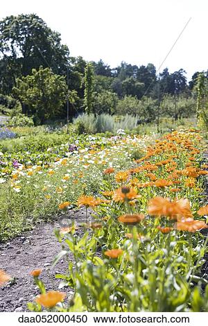 Stock Image - Flowers growing in garden. Fotosearch